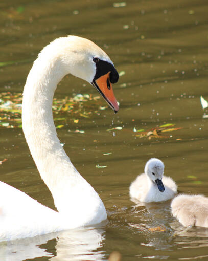 Taken on the Chesterfield Canal, June 2024