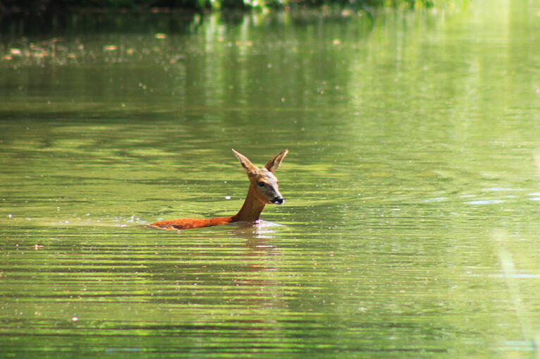 Taken at the Chesterfield Canal, June 2024