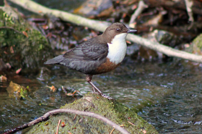 Dipper Taken at Porter Brook in Endcliffe Park in Sheffield, May 2025